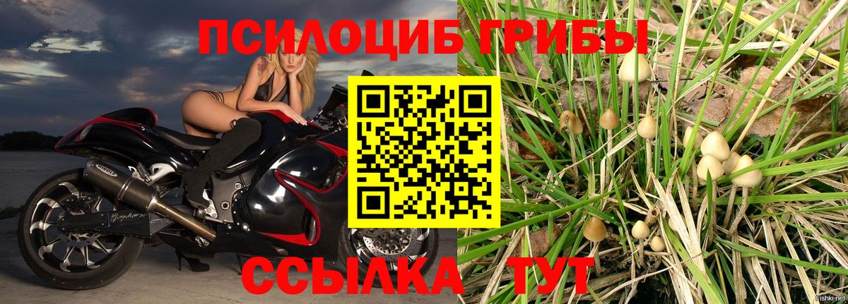 Псилоцибиновые грибы Psilocybine cubensis  Вход с VPN  Ефремов 