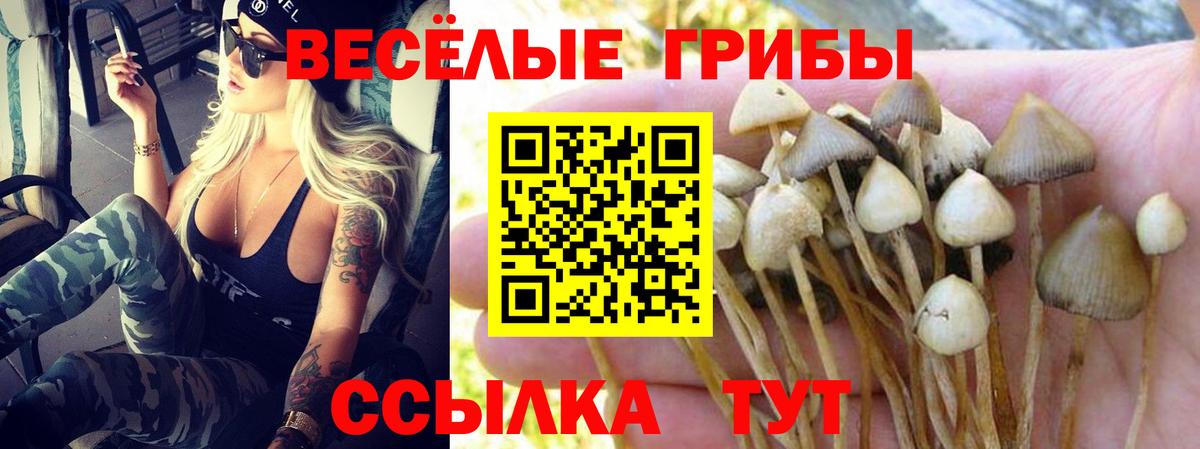 Псилоцибиновые грибы Psilocybe Ефремов